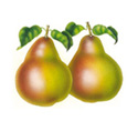 pear illustration