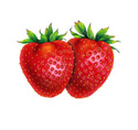 strawberry illustration